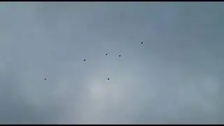 ПОЛЕТ НИКОЛАЕВСКИХ ГОЛУБЕЙ В НЕБЕ!