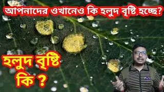 হলুদ বৃষ্টি কেনো হয়? Reason behind Yellow Rain ☔ #tranding