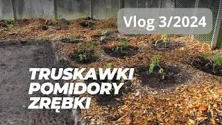 Vlog 3/2024 Pomidory, truskawki i zrębki