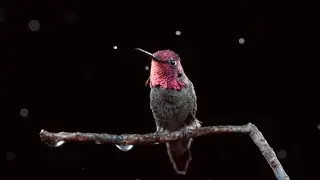 Colibrí a cámara lenta