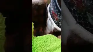 Варежка твист чистим меховую обувь