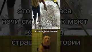 Мой тгк:mem happy💥💅#мем#мемныекоты#жиза#котики#смешныевидео#рекомендации#глобальныерекомендации#врек