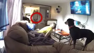 NÃO ACREDITO, ESSE CACHORRO VIU UM FANTASMA REAL