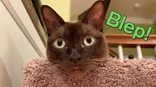 Secrets revealed...The Blep Cycle