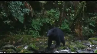 Bears of Ucluelet Tofino Thornton Hatchery when the Swedes took over the town