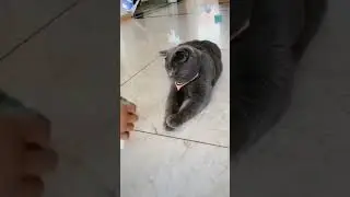 #shorts  #tiktok  #funny  #dog #cat  #cute  #jokes  #best  #top  #animal  #subscribe