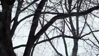 Видос Пушкина с Гусей Гасанов