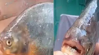 В Ростове рыбак поймал пиранью с человеческими зубами.