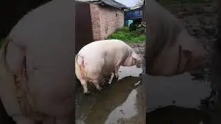Просто умная свинья