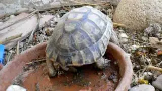 Cosas de tortugas