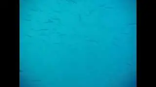 Јато Плашици / Alburnus Alburnus / Ukelei