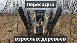 Пересадка плодовых деревьев в Агропарке 
