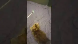 Как прыгает котенок курильского бобтейла. GOLDEN SUN питомник в Санкт-Петербурге
