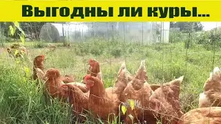 КУРЫ НЕСУШКИ в хозяйстве - выгоды немного, но всегда спрос!