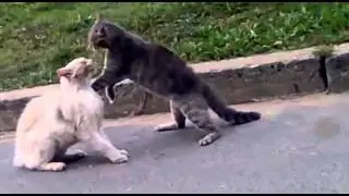 Драка котов# 03 Жестокая