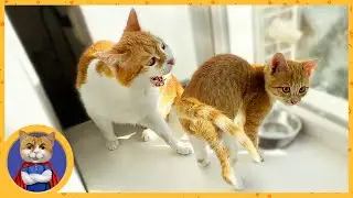 За секунду до... Вот что будет, если прикоснуться к миске Рыжика!