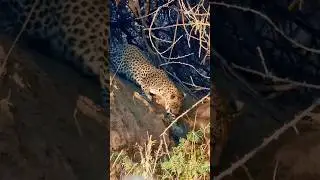 Leopard Drive - AMAZING, echt irre!