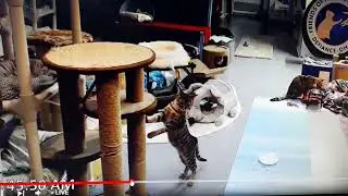 FFRC cats - stool knocked at 2am!  28 Mar 2023 early