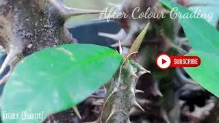 ANDROID RASA DSLR | best camera app