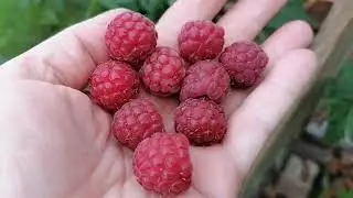 Нарешті показую вам свій ГоРод😀Що росте в цю спеку? 🤒Збираю перші врожаї!