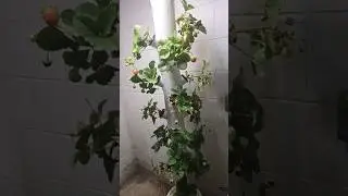 First attempt at a hydroponic tower for our strawberries! #homesteading #hydroponics #gardening