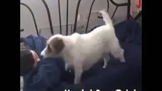 intelligent dog in word
