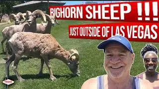 BIGHORN SHEEP AT HEMENWAY PARK JUST OUTSIDE OF LAS VEGAS!