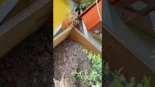 Сказочная 