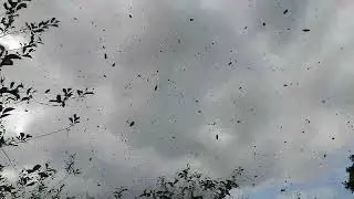 Пчелиная тучка