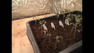 26. 02. 2022 г. Освещение рассады. Какими лампами?