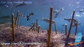 Fish Love Pretzel Sticks
