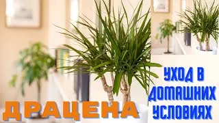 Драцена уход в домашних условиях