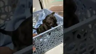 В жизни щенка важно всё, особенно покакать 😁 
