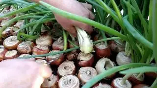 Лук на перо.Для чего резать верхушки на луке,и быстрый срез пера.