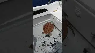 turtle was caught because it had a fishing line