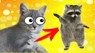 Кот Макс оказался ЕНОТОМ! Утро наших животных. Котенок Макс и щенок Алиса играют