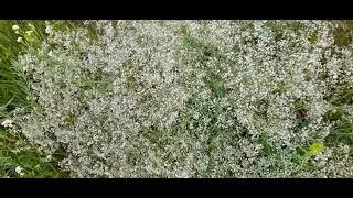 Качим - гипсофила в дикой природе.