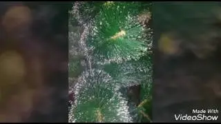 Наша ёлочка 😊😊😊😊