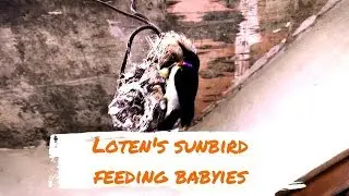 loten's sunbird feeding babyies | sri lanka pani kurulla පැණි කුරුල්ලා