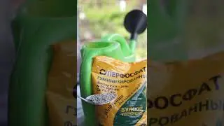 Лучшая подкормка клубники