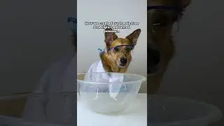 How we created ProBright Advanced 🧪🐶 #shorts
