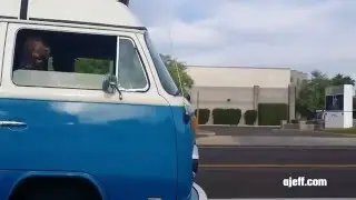 Cool Dog