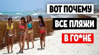 Правда о надвигающейся опасности из Амазонки. Саргассовые водоросли