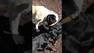 Alabai vs Rottweiler
