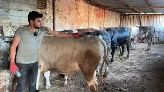 KURBANLIKLARIMIZI TIMAR YAPIYORUZ 2024