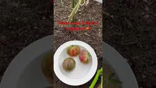 Томат гном Стринги в разрезе 🍅