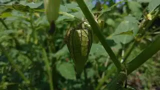 #9 free stock footage Physalis | No Copyright Video, No Copyright Stock Video Clip