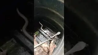 Dangerous White cobra😱 