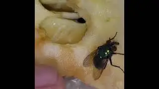 A fly eating an apple for 5 minutes.