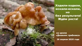 Ходили-ходили, искали-искали, но без результата! Дневник грибника 26 апреля 2020 года.